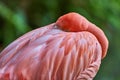 Flamingo sleeping with head tucked in pink feathers Royalty Free Stock Photo