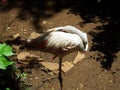 A sleeping flamingo, instead of a pillow has its back