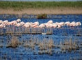 Sleeping Flamingos In A Lake In The Camargue France