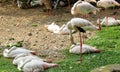 Sleeping flamingos 1