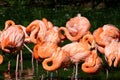 Sleeping flamingos standing on one leg