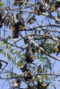 The sleeping flying foxes