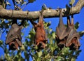 Sleeping flying foxes wrapped up in their wings