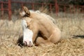 Sleeping Foal Royalty Free Stock Photo