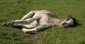 Sleeping foal Royalty Free Stock Photo