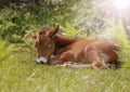 Sleeping foal in backlight