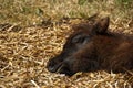 Sleeping foal Royalty Free Stock Photo