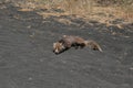 Sleeping fox Royalty Free Stock Photo