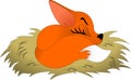 Sleeping fox