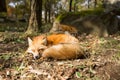 Sleeping fox Royalty Free Stock Photo