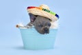 Sleeping French Bulldog dog puppy with summer straw hat in bucket on blue background Royalty Free Stock Photo