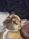 Sleeping frenchie puppy Royalty Free Stock Photo