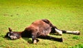 A sleeping funny and awesome face of a horse foal, of the horse breed tinker Royalty Free Stock Photo