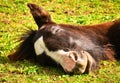 A sleeping funny and awesome face of a horse foal, of the horse breed tinker Royalty Free Stock Photo