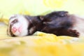 Sleeping funny ferret Royalty Free Stock Photo