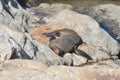 Sleeping Fur Seal