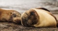 Sleeping Galapagos Sea Lion.