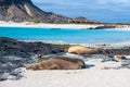 Sleeping Galapagos Sea Lions, San Cristobal Island, Ecuador Royalty Free Stock Photo