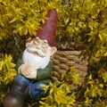 Asleep garden gnome sits in a yellow blooming forsythia bush and leans against a basket Royalty Free Stock Photo