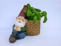 Sleeping garden gnome, sitting, leans against a basket, filled with basil. on white background Royalty Free Stock Photo