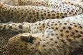 Sleeping gepard image Royalty Free Stock Photo