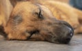 Sleeping German shepherd Royalty Free Stock Photo