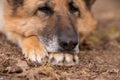 Sleeping german shepherd dog outdoor on ground Royalty Free Stock Photo