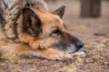 Sleeping german shepherd dog outdoor on ground Royalty Free Stock Photo