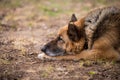 Sleeping german shepherd dog outdoor on ground Royalty Free Stock Photo