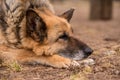 Sleeping german shepherd dog outdoor on ground Royalty Free Stock Photo