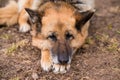 Sleeping german shepherd dog outdoor on ground Royalty Free Stock Photo