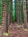 Sleeping Giant, Nounou Forest Reserve, Kauai, Hawaii, USA