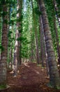 Sleeping Giant, Nounou Forest Reserve, Kauai, Hawaii, USA