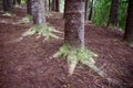 Sleeping Giant, Nounou Forest Reserve, Kauai, Hawaii, USA