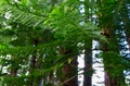 Sleeping Giant, Nounou Forest Reserve, Kauai, Hawaii, USA