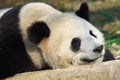 Sleeping Giant Panda Royalty Free Stock Photo