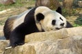 A Giant Panda is sleeping on the rock Royalty Free Stock Photo