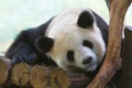Sleeping Giant Panda Royalty Free Stock Photo
