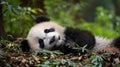 Sleeping giant panda baby cute. Generative Ai Royalty Free Stock Photo
