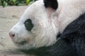 A sleeping giant panda bear. Giant panda bear falls asleep during the rain in a forest after eating bamboo Royalty Free Stock Photo