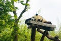 Sleeping giant panda bear in the park Royalty Free Stock Photo