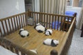 Sleeping Giant Pandas, Chengdu China