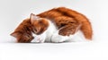 Sleeping Ginger Cat Curled in a Cozy Resting Position Royalty Free Stock Photo