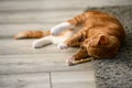 Sleeping Ginger Cat Royalty Free Stock Photo
