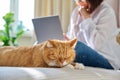 Sleeping ginger cat at home on bed, woman using laptop on background Royalty Free Stock Photo