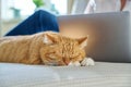 Sleeping ginger cat at home on bed, woman using laptop on background Royalty Free Stock Photo