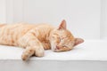 Sleeping ginger cat, Sweet dreaming on white background Royalty Free Stock Photo