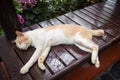 Sleeping ginger cat on wooden table - white brown cat
