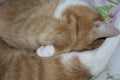 Sleeping ginger kitten close-up. The cat covers the nose with a paw. The tabby cat sleeps curled up in a ball Royalty Free Stock Photo