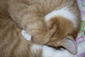 Sleeping ginger kitten. The tabby cat sleeps curled up in a ball. The cat covers the nose with a paw Royalty Free Stock Photo